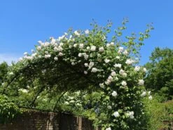 Kletterrose 'New Dawn' -Edelrosen Geschaft kletterrose new dawn m002664 w 11