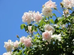 Kletterrose 'New Dawn' -Edelrosen Geschaft kletterrose new dawn m002664 w 12