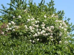 Kletterrose 'New Dawn' -Edelrosen Geschaft kletterrose new dawn m002664 w 13