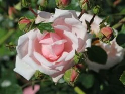 Kletterrose 'New Dawn' -Edelrosen Geschaft kletterrose new dawn m002664 w 2