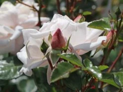 Kletterrose 'New Dawn' -Edelrosen Geschaft kletterrose new dawn m002664 w 3