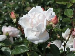 Kletterrose 'New Dawn' -Edelrosen Geschaft kletterrose new dawn m002664 w 4