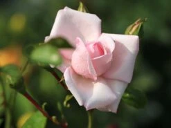 Kletterrose 'New Dawn' -Edelrosen Geschaft kletterrose new dawn m002664 w 7