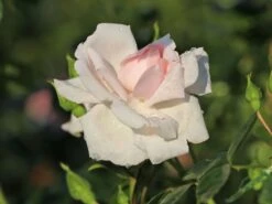 Kletterrose 'New Dawn' -Edelrosen Geschaft kletterrose new dawn m002664 w 9