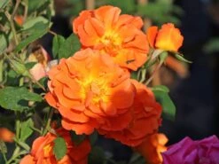 Kletterrose 'Orange Dawn' -Edelrosen Geschaft kletterrose orange dawn m073964 w 0