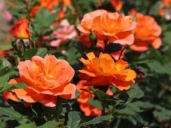 Kletterrose 'Orange Dawn' -Edelrosen Geschaft kletterrose orange dawn m073964 w 1
