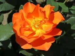Kletterrose 'Orange Dawn' -Edelrosen Geschaft kletterrose orange dawn m073964 w 2