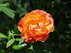 Kletterrose 'Orange Dawn' -Edelrosen Geschaft kletterrose orange dawn m073964 w 3