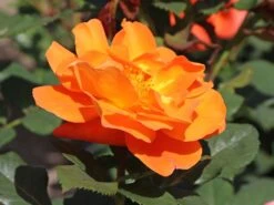 Kletterrose 'Orange Dawn' -Edelrosen Geschaft kletterrose orange dawn m073964 w 4