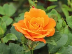 Kletterrose 'Orange Dawn' -Edelrosen Geschaft kletterrose orange dawn m073964 w 6