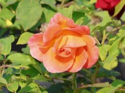 Kletterrose 'Orange Dawn' -Edelrosen Geschaft kletterrose orange dawn m073964 w 7
