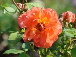 Kletterrose 'Orange Dawn' -Edelrosen Geschaft kletterrose orange dawn m073964 w 8