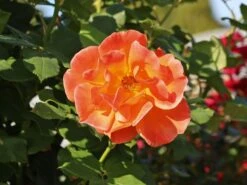 Kletterrose 'Orange Dawn' -Edelrosen Geschaft kletterrose orange dawn m073964 w 9