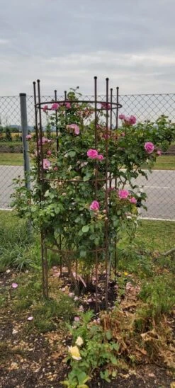 Kletterrose 'Ozeana' ® -Edelrosen Geschaft kletterrose ozeana m101954 1015653 0