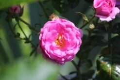 Kletterrose 'Ozeana' ® -Edelrosen Geschaft kletterrose ozeana m101954 506742 0