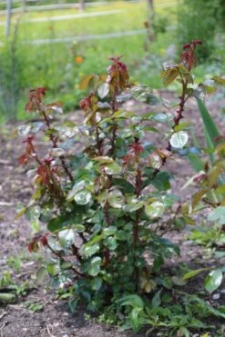 Kletterrose 'Ozeana' ® -Edelrosen Geschaft kletterrose ozeana m101954 506742 1