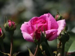 Kletterrose 'Ozeana' ® -Edelrosen Geschaft kletterrose ozeana m101954 w 1