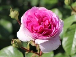 Kletterrose 'Ozeana' ® -Edelrosen Geschaft kletterrose ozeana m101954 w 3