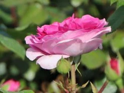 Kletterrose 'Ozeana' ® -Edelrosen Geschaft kletterrose ozeana m101954 w 4