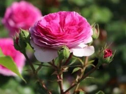 Kletterrose 'Ozeana' ® -Edelrosen Geschaft kletterrose ozeana m101954 w 5