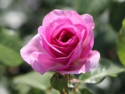 Kletterrose 'Ozeana' ® -Edelrosen Geschaft kletterrose ozeana m101954 w 6