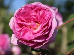 Kletterrose 'Ozeana' ® -Edelrosen Geschaft kletterrose ozeana m101954 w 7