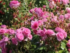 Kletterrose 'Ozeana' ® -Edelrosen Geschaft kletterrose ozeana m101954 w 8