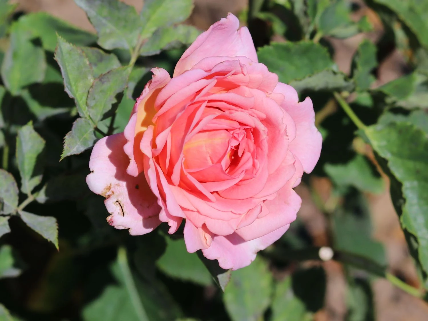 Kletterrose 'Papi Delbard' ® 2 Kletterrose 'Papi Delbard' ® – Bild 2