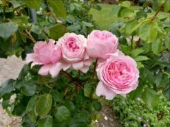 Kletterrose Parfuma ® 'Kiss Me Kate' ® -Edelrosen Geschaft kletterrose parfuma kiss me kate m099254 1352094 0