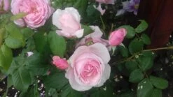 Kletterrose Parfuma ® 'Kiss Me Kate' ® -Edelrosen Geschaft kletterrose parfuma kiss me kate m099254 193676 0