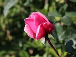 Kletterrose Parfuma ® 'Kiss Me Kate' ® -Edelrosen Geschaft kletterrose parfuma kiss me kate m099254 w 0