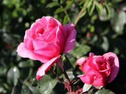 Kletterrose Parfuma ® 'Kiss Me Kate' ® -Edelrosen Geschaft kletterrose parfuma kiss me kate m099254 w 1