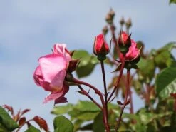 Kletterrose Parfuma ® 'Kiss Me Kate' ® -Edelrosen Geschaft kletterrose parfuma kiss me kate m099254 w 2