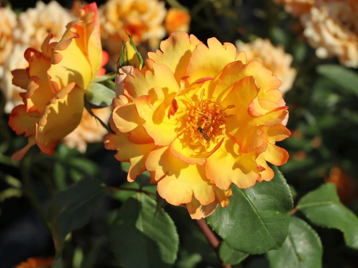 Kletterrose 'Parure D'or' ® 10 Kletterrose 'Parure D'or' ® – Bild 10