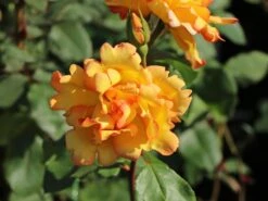 Kletterrose 'Parure D'or' ® 15 Kletterrose 'Parure D'or' ® -Edelrosen Geschaft kletterrose parure dor m122080 w 1