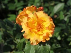 Kletterrose 'Parure D'or' ® 17 Kletterrose 'Parure D'or' ® -Edelrosen Geschaft kletterrose parure dor m122080 w 2