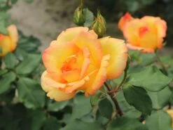 Kletterrose 'Parure D'or' ® 16 Kletterrose 'Parure D'or' ® -Edelrosen Geschaft kletterrose parure dor m122080 w 3