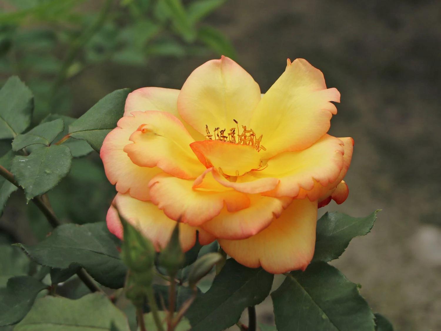 Kletterrose 'Parure D'or' ® 8 Kletterrose 'Parure D'or' ® – Bild 8