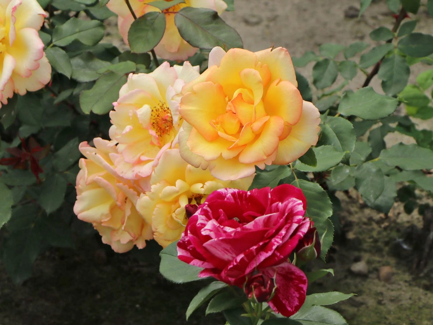 Kletterrose 'Parure D'or' ® 9 Kletterrose 'Parure D'or' ® – Bild 9