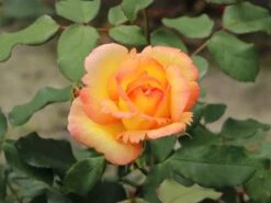 Kletterrose 'Parure D'or' ® 21 Kletterrose 'Parure D'or' ® -Edelrosen Geschaft kletterrose parure dor m122080 w 6