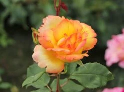 Kletterrose 'Parure D'or' ® 14 Kletterrose 'Parure D'or' ® -Edelrosen Geschaft kletterrose parure dor m122080 w 7