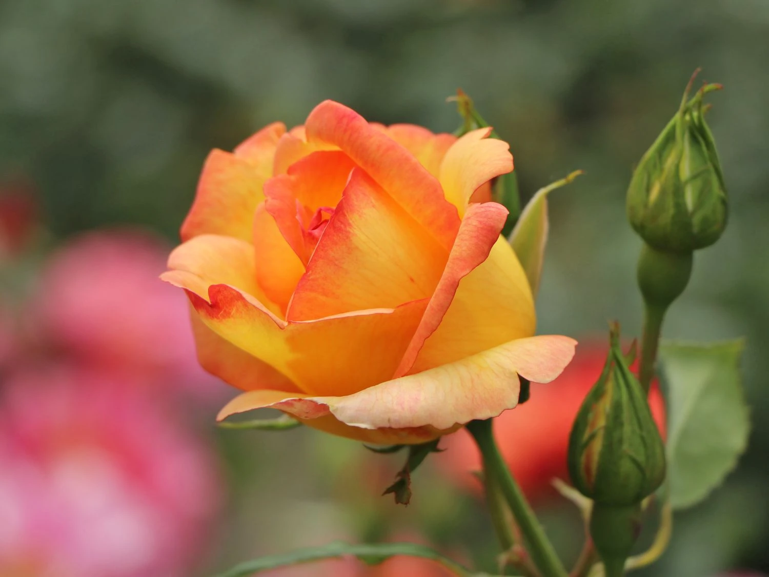 Kletterrose 'Parure D'or' ® 2 Kletterrose 'Parure D'or' ® – Bild 2