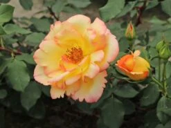 Kletterrose 'Parure D'or' ® 13 Kletterrose 'Parure D'or' ® -Edelrosen Geschaft kletterrose parure dor m122080 w 9