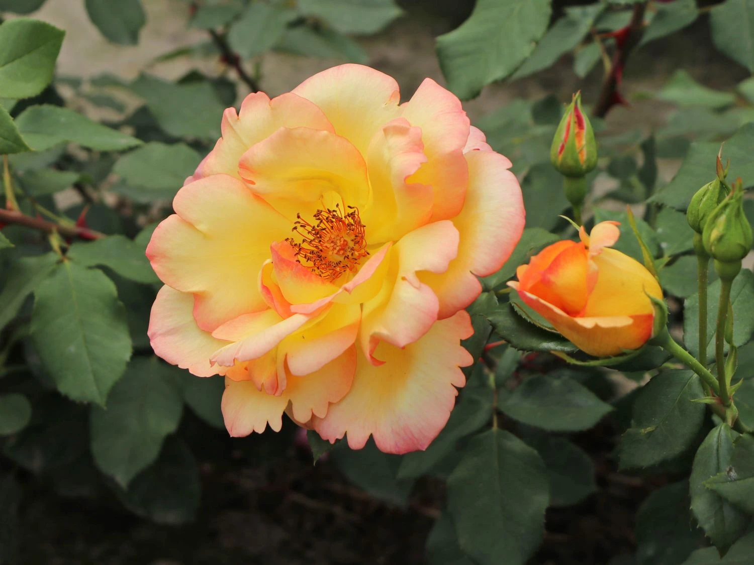 Kletterrose 'Parure D'or' ® 3 Kletterrose 'Parure D'or' ® – Bild 3