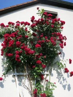 Kletterrose 'Paul's Scarlet Climber' -Edelrosen Geschaft kletterrose pauls scarlet climber m002680 401538 0