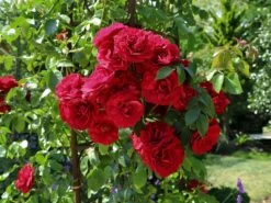 Kletterrose 'Paul's Scarlet Climber' -Edelrosen Geschaft kletterrose pauls scarlet climber m002680 w 2
