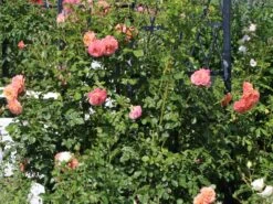 Kletterrose 'Peach Melba' ® 9 Kletterrose 'Peach Melba' ® -Edelrosen Geschaft kletterrose peach melba m113589 w 0