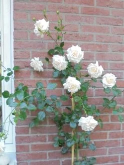Kletterrose 'Penny Lane' 6 Kletterrose 'Penny Lane' -Edelrosen Geschaft kletterrose penny lane m003524 430730 0
