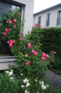 Kletterrose 'Rosanna' ® -Edelrosen Geschaft kletterrose rosanna m003528 414582 1