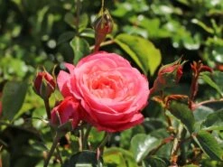 Kletterrose 'Rosanna' ® -Edelrosen Geschaft kletterrose rosanna m003528 w 0